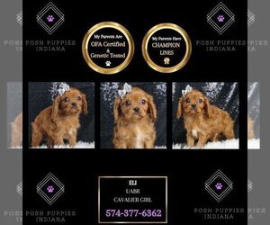 Cavalier King Charles Spaniel Puppy for sale in WARSAW, IN, USA