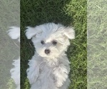 Small #1 Bichon Frise