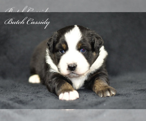 Australian Shepherd Puppy for sale in EASTON, MO, USA