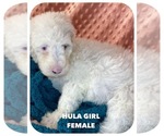 Puppy 2 Aussiedoodle-Poodle (Standard) Mix