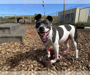 Mutt Dogs for adoption in McKinleyville, CA, USA