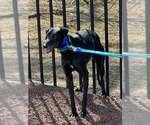 Small #2 Greyhound