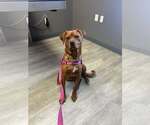 Small #3 Redbone Coonhound Mix