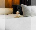 Small #4 Maltipoo