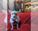 Small Photo #8 Mutt Puppy For Sale in Escondido, CA, USA