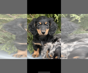 Dachshund Puppy for sale in NILES, MI, USA
