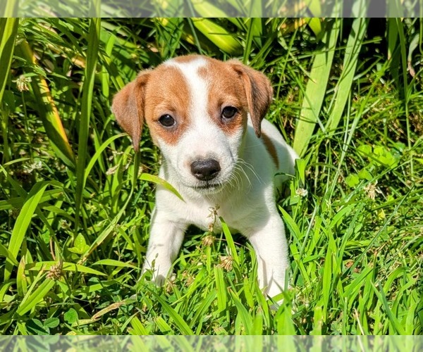Medium Photo #1 Jack Russell Terrier Puppy For Sale in SANDOWN, NH, USA