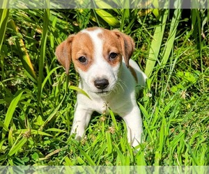Jack Russell Terrier Puppy for sale in SANDOWN, NH, USA