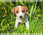 Image preview for Ad Listing. Nickname: Gizmo