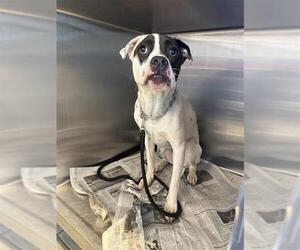 American Staffordshire Terrier Dogs for adoption in San Antonio, TX, USA