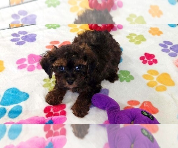 Medium Photo #2 Cavapoo (Miniature)-Poodle (Toy) Mix Puppy For Sale in ORO VALLEY, AZ, USA