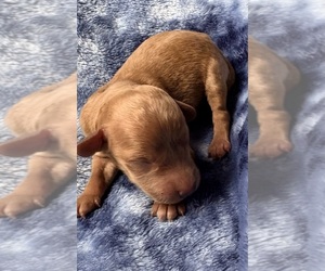 Medium Cavapoo (Miniature)