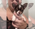 Puppy Envy Chihuahua