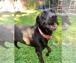 Labrador Retriever Dogs for adoption in San Diego, CA, USA