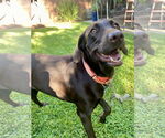 Small Labrador Retriever