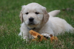 Small Photo #1 English Cream Golden Retriever Puppy For Sale in RUTLAND, OH, USA