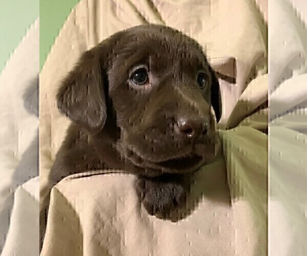 Medium Photo #1 Labrador Retriever Puppy For Sale in PUEBLO, CO, USA