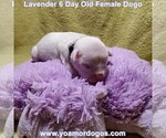 Small Photo #44 Dogo Argentino Puppy For Sale in PINEVILLE, MO, USA