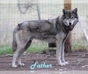 Father of the Wolf Hybrid puppies born on 12/27/2022
