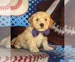 Small Photo #4 Cavachon-Poodle (Miniature) Mix Puppy For Sale in AIRVILLE, PA, USA