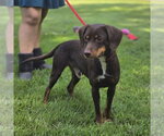 Small Photo #3 Dachshund Puppy For Sale in Yardley, PA, USA