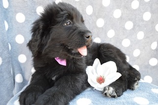 Newfoundland Puppy for sale in LANCASTER, PA, USA