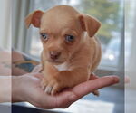 Small #2 Chihuahua