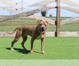 Saint - Male Mutt Dog for Adoption - Photo #2