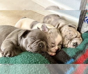 French Bulldog Litter for sale in PUEBLO, CO, USA