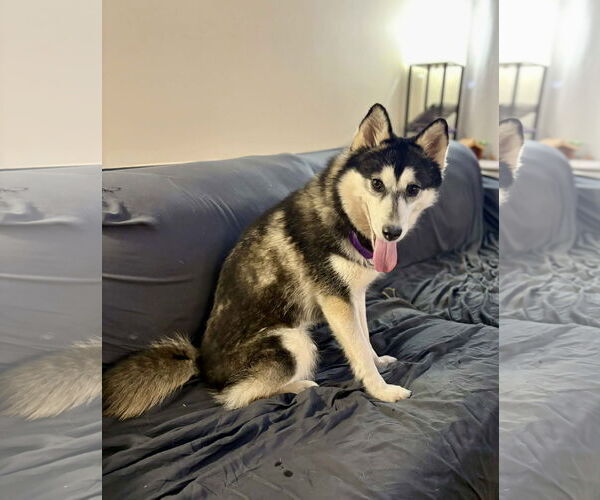 Medium Photo #4 Alaskan Klee Kai Puppy For Sale in Newfoundland, PA, USA