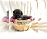 Small Photo #5 German Shepherd Dog Puppy For Sale in HAMILTON, NJ, USA