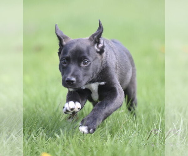 Medium Photo #4 Aussiedor Puppy For Sale in Mechanicsburg, PA, USA