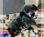 Small #2 Poodle (Miniature) Mix
