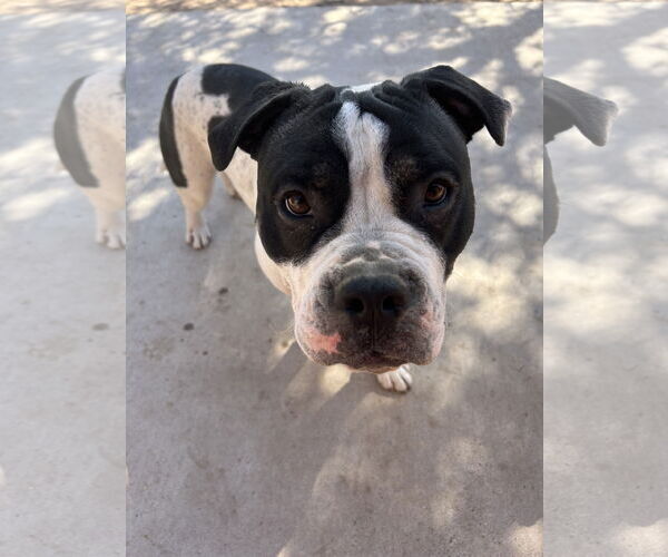 Medium Photo #2 American Pit Bull Terrier-Bulldog Mix Puppy For Sale in Chandler, AZ, USA