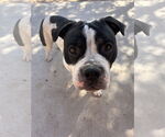 Small #1 American Pit Bull Terrier-Bulldog Mix
