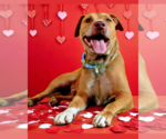 Small #3 American Pit Bull Terrier Mix