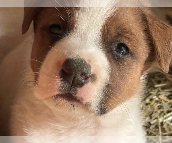 Medium Photo #1 American Bulldog-Rottweiler Mix Puppy For Sale in FALLS CHURCH, VA, USA
