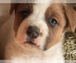 Small Photo #1 American Bulldog-Rottweiler Mix Puppy For Sale in FALLS CHURCH, VA, USA