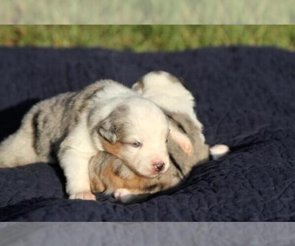Medium Photo #1 Miniature Australian Shepherd Puppy For Sale in MAGNOLIA, TX, USA