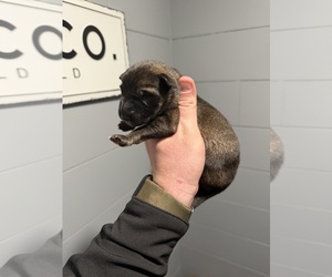 German Shepherd Dog Puppy for sale in SCOTTSVILLE, KY, USA