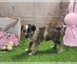 Small #15 Catahoula Leopard Dog