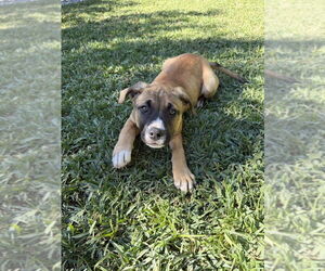 Boxer-Unknown Mix Dogs for adoption in Studio City, CA, USA