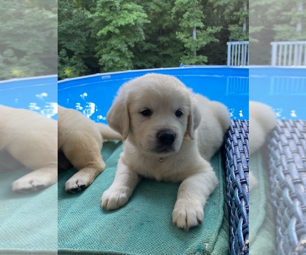 Medium Photo #9 Golden Retriever Puppy For Sale in PIEDMONT, SC, USA