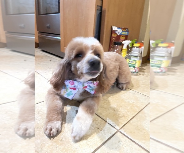 Medium Photo #2 Goldendoodle (Miniature) Puppy For Sale in BELCHERTOWN, MA, USA