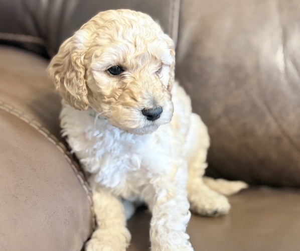 Medium Photo #1 Goldendoodle mix (+ Poodle Standard) Puppy For Sale in MAYNARDVILLE, TN, USA