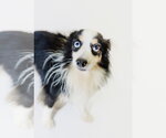 Small Photo #2 Australian Shepherd Puppy For Sale in York, SC, USA