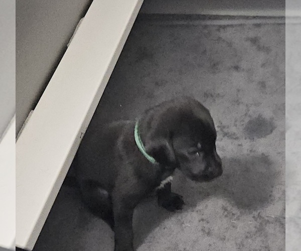 Medium Photo #3 German Shorthaired Lab Puppy For Sale in SLOCOMB, AL, USA