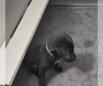Small #2 German Shorthaired Lab