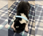 Small Photo #8 Australian Shepherd Puppy For Sale in SILVER SPRINGS, FL, USA