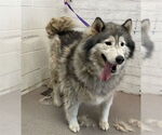 Small Alaskan Malamute